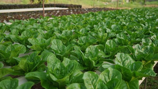 Close-up cos vegetables salad hydroponic farming in the greenhouse, Hydroponics is a method of growing plants using mineral and nutrient solutions in water without soil. new healthy eating trend.