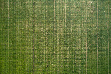 Lines on the green surface drone view. Texture green top view. Green surface texture top view.