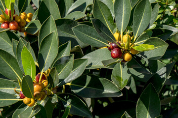 Ripening fruits of Ficus Obliqua plant close-up among green foliage