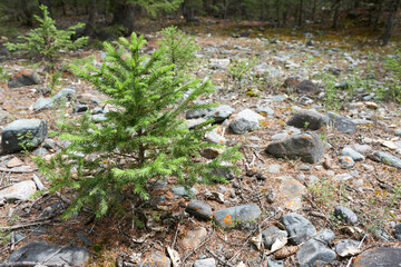 A small coniferous tree in the forest. Beautiful natural background.