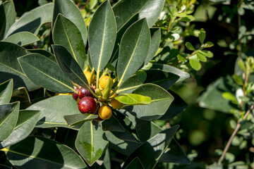 Ripening fruits of Ficus Obliqua plant close-up among green foliage