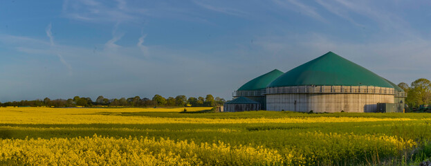 Picturesque yellow field as far as the eye can see. In the distance you can see a farm, its silos and barns rising proudly into the sky. - obrazy, fototapety, plakaty