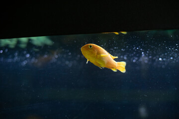 Fish in aquarium breathe air. Fish went up. Air bubbles in aquarium.