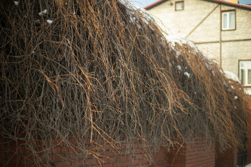 Plants on fence. Bindweed on house. Dry bindweed on building.