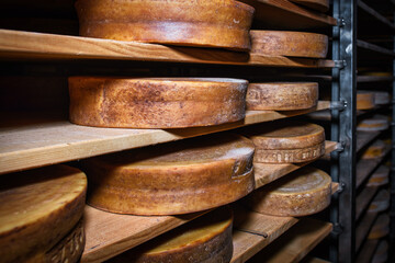 Moulds of very mature mountain cheese