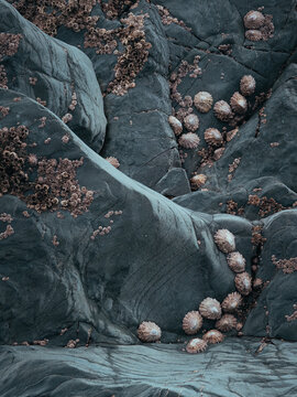 Seaside rock formation encrusted with barnacles and limpets