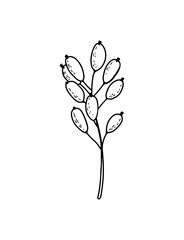 Hand-drawn graphic vector branch with red berries barberry, cranberry, cranberry