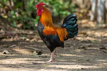 Bantam chicken or rooster.