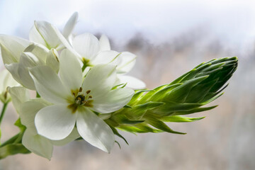 Delicate white Ornithogalum flowers close-up on a blurred background