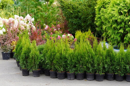 seedlings of young green trees of thuja, pine, spruce, flowering, hydrangea, in pots with round crowns in bonsai style in a plant nursery for decorating garden plots
- Powered by Adobe