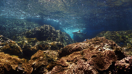 Underwater photo of Blacktip reef shark at coral reef in beautiful light. From a scuba dive in the Andaman sea in Thailand.