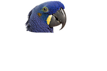 a spring-themed photographic illustration of a blue indigo macaw parrot macro head transparent background in PNG. T-shirt design. Generative AI