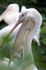 pelican singapore zoo after raining streching and beautiful posing birds
