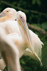 pelican singapore zoo after raining streching and beautiful posing birds