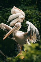 pelican singapore zoo after raining streching and beautiful posing birds