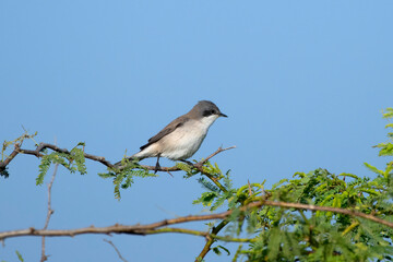 Lesser whitethroat or Curruca curruca observed in Greater Rann of Kutch in India