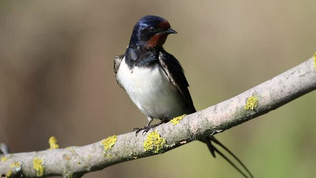 Barn swallow, Hirundo rustica. A bird sits on a branch, brushing its feathers