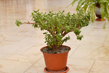 Crassula plant tree in flowerpot