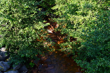 Stream in Mount Rainier National Park, Washington