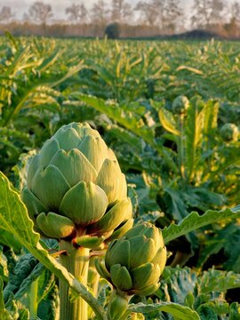 Primer plano de una alcachofa verde en un campo de cultivo