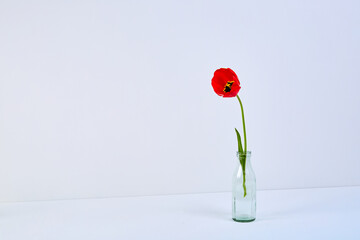 One red tulip in glass vase on white background. Copy space. Flower shop design. Empty place for text. Holiday business card. Memorial day. Minimalism. Happy celebration. Interior decoration