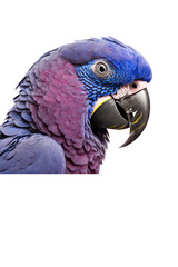 Fototapeta premium a jungle-themed macro photographic illustration of a blue indigo and purple macaw parrot with green eyes transparent background in PNG. T-shirt design. Generative AI