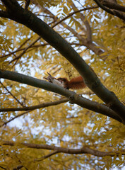 A solitary branch stretching outward from a tree, illuminated by the autumn sunlight and adorned with vibrant leaves.