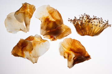 camellia dry flower