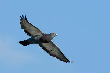 Feral pigeon in fast flight , flying with spread wings in the blue sky, closeup.  Genus Columba livia domestica