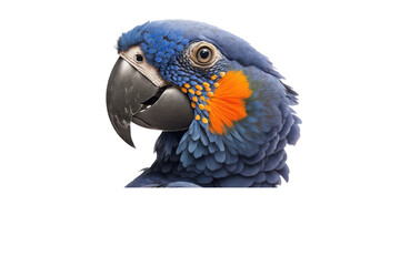 Obraz premium a summer-themed macro up-close photographic illustration of a blue indigo and orange macaw parrot head with flowers transparent background in PNG. T-shirt Design. Generative AI