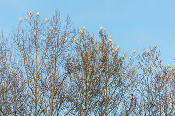 Bubulcus ibis. Colony of cattle egrets roosting. Bank of the River Bernesga, Leon, Spain.