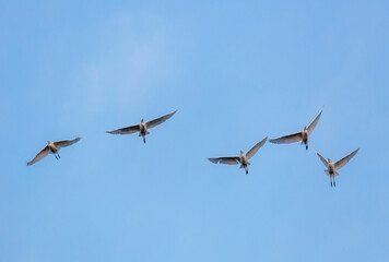 Bubulcus ibis. Front view of cattle egrets in flight. Province of Leon, Spain.