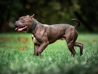 Young American Bully dog running around in the park 