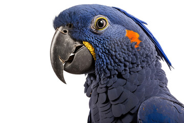 Obraz premium a summer-themed macro up-close photographic illustration of a blue indigo and orange macaw parrot head with flowers transparent background in PNG. T-shirt Design. Generative AI