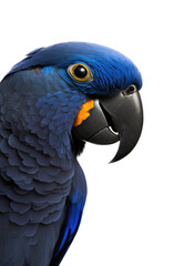 Obraz premium a summer-themed macro up-close photographic illustration of a blue indigo and orange macaw parrot head with flowers transparent background in PNG. T-shirt Design. Generative AI