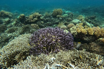 Fototapeta na wymiar Idyllic shot of a coral reef in Camiguin, Philippines.