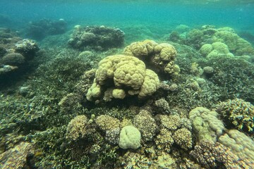 Idyllic shot of a coral reef in Camiguin, Philippines.