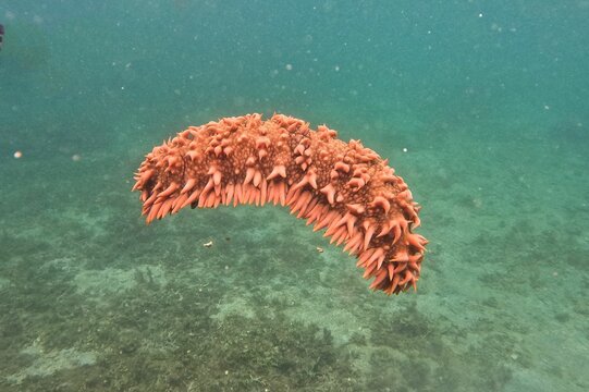 Close-up of an orange sea cucumber in the sea of Camiguin, Philippines. - Powered by Adobe