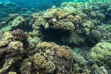 Fototapeta na wymiar Idyllic shot of a coral reef in Camiguin, Philippines.