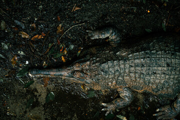 crocodile resting in a pond at the singapore zoo shade and cozy dangerous animal 