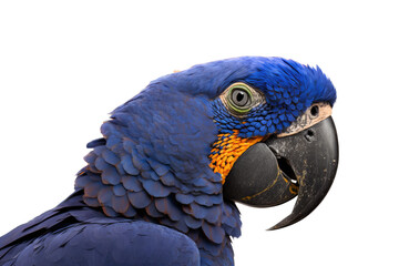 Obraz premium a summer-themed macro up-close photographic illustration of a blue indigo and orange macaw parrot head with flowers transparent background in PNG. T-shirt Design. Generative AI