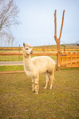 Fototapeta premium Lamas in contact zoo with domestic animals and people in Zelcin, Czech republic.