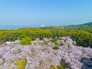Obraz premium Wuhan East Lake Mountain Cherry blossom Garden Spring Scenery
