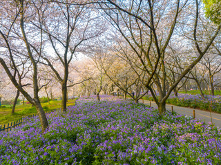 Naklejka premium Wuhan East Lake Mountain Cherry blossom Garden Spring Scenery