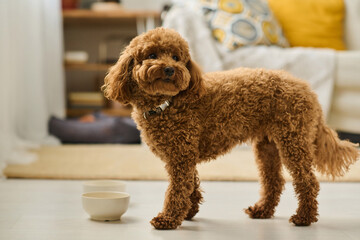 Close-up of cute little dog with curly fur eating food from bowl in the room