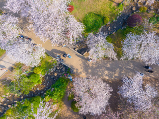 Wuhan East Lake Mountain Cherry blossom Garden Spring Scenery