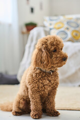 Vertical image of cute small dog with curly fur sitting on the floor in the room
