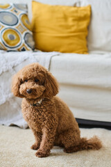 Vertical image of cute purebred dog sitting in the living room