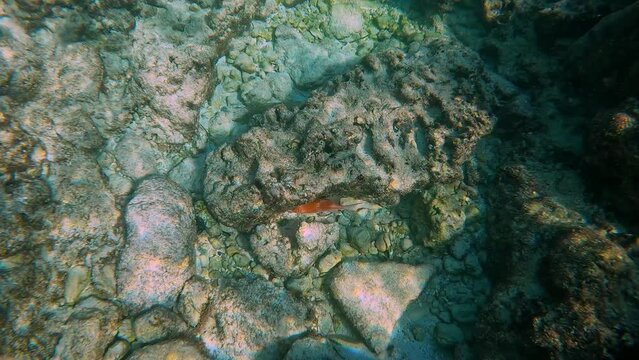 A Mutton Snapper fish swimming near the rock and coral reef