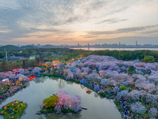 Wuhan East Lake Mushan Cherry Blossom Garden Night scenery